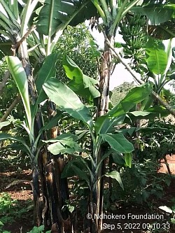 Banana Demo Garden