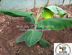 Young banana plant