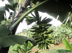 Food Security: A bunch of Matooke